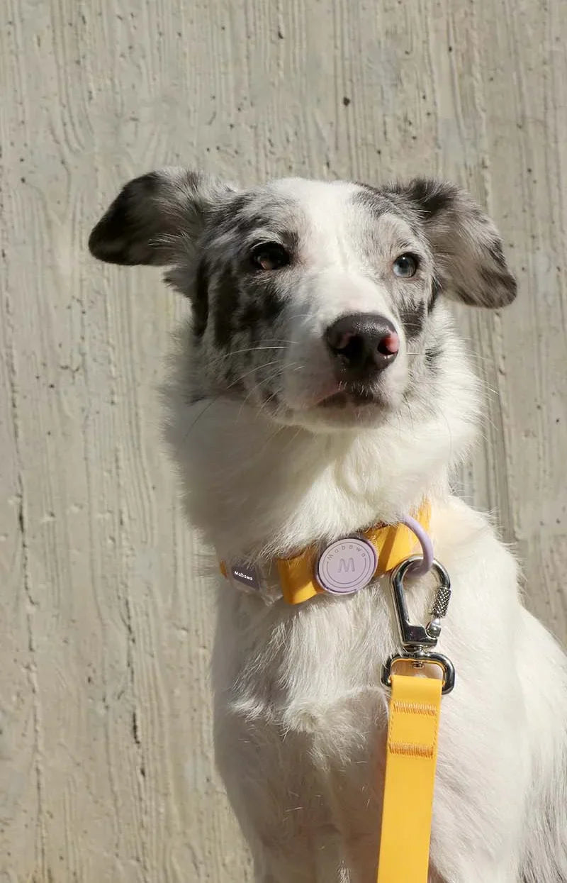 Candy-Colored  Lyckades