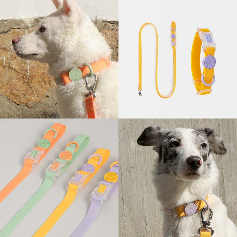 Halsband och koppel på hund